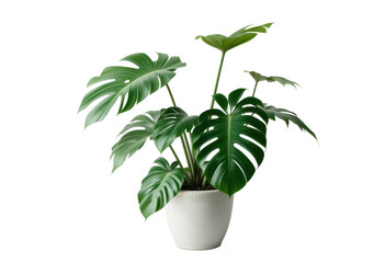 monstera plant in pot isolated on transparent or white background