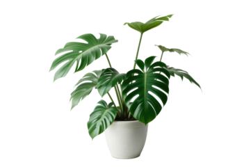 monstera plant in pot isolated on transparent or white background