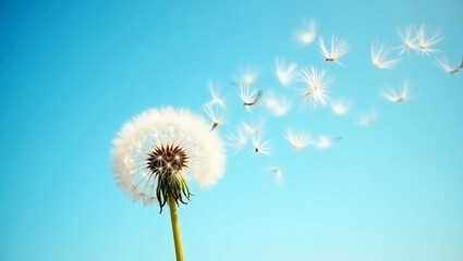 Fototapeta premium Dandelion in the Wind – A Symbol of Wishes and Freedom