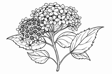 coloring page line art the elder flower black vector
