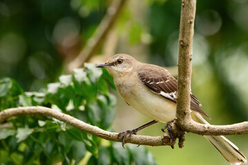 Northern mocking bird is perched alerted on a tree branch with green foliage in the summer garden.