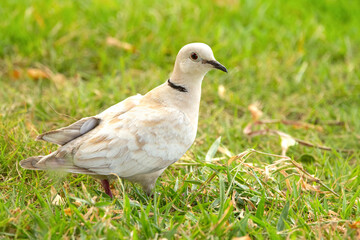 White albino Eurasian collared-dove with red eye is foraging on green lawn grass in the garden in summer.