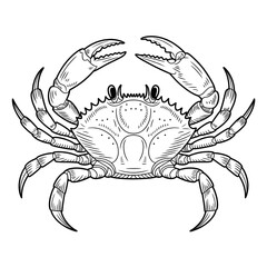 vector illustration of a crab