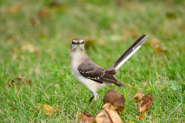 Northern mocking bird is walking alerted on a green lawn grass in the summer garden.