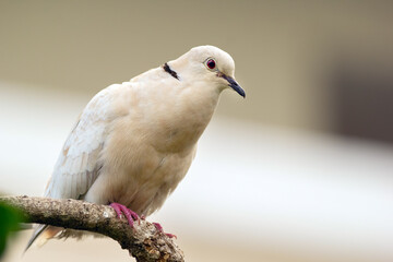 White albino Eurasian collared-dove with red eye is perched on a tree branch in the garden in summer.
