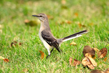 Northern mocking bird is walking alerted on a green lawn grass in the summer garden.