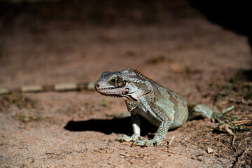 Iguana basking in the sun. Lizard in the tropics.