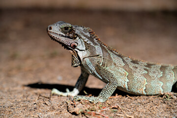 Iguana basking in the sun. Animals of tropical countries.