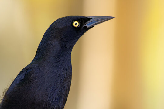 Black bird Great-tailed grackle with black plumage with and yellow eye on the yellow warm background perched on the chair.