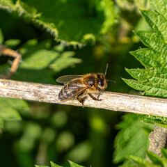 Abeille