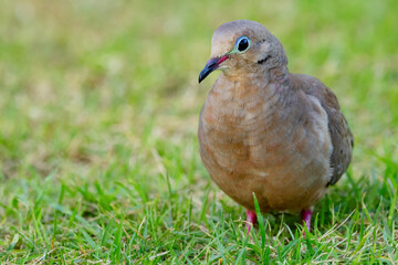 Cute bird Mourning dove is foraging on the ground in green grass of the summer garden.
