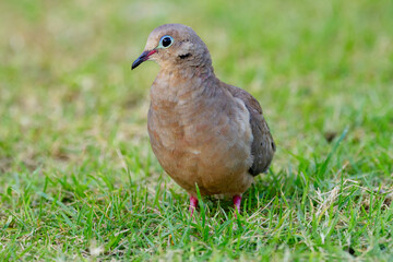 Cute bird Mourning dove is foraging on the ground in green grass of the summer garden.