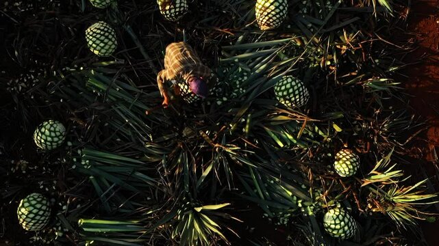 Toma de drone en cenital de trabajadores en un campo de agave tequilero en Tequila Guadalajara Jalisco, M&eacute;xico.