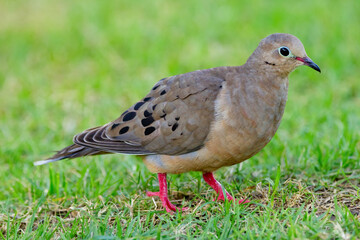 Cute bird Mourning dove is foraging on the ground in green grass of the summer garden.