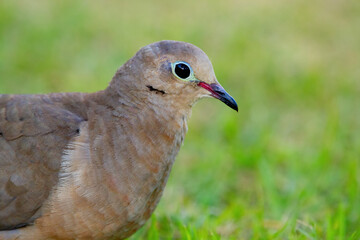 Cute bird Mourning dove is foraging on the ground in green grass of the summer garden.
