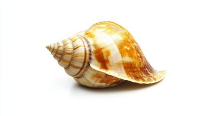 Obraz premium Vibrant seashell with intricate patterns rests on a clean surface in bright lighting, showcasing nature's artistry and unique details of marine life, isolated on white background
