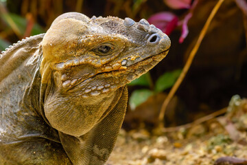 The rhinoceros iguana (Cyclura cornuta), endangered species, sitting in the tropical garden among green foliage and rocks. Close-up portrait.
