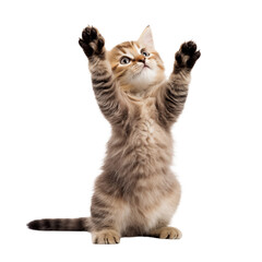 A cute tabby kitten standing on its hind legs with its paws raised against  image on transparent background png