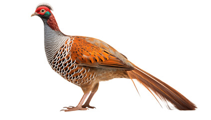 Fototapeta premium A full body shot of a pheasant with red head and brown tail standing on a on transparent background png