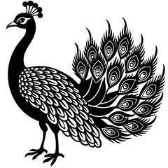 Fototapeta premium vector illustration of a peacock