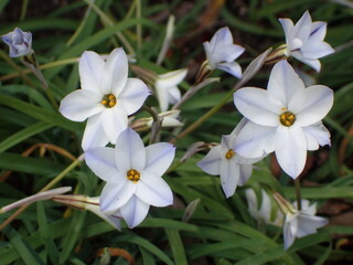 ハナニラの花