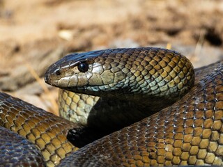 Obraz premium Snake close-up with detailed scales.