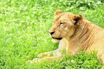 Obraz premium Lioness lying on the grass while observing the surroundings in the morning