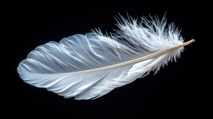 Obraz premium Delicate white feather (1)