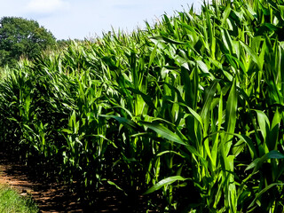 Corn field in early summer.