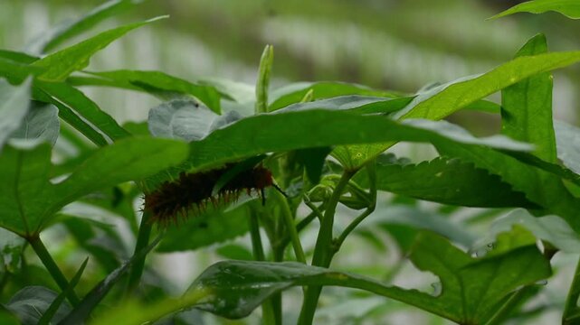 Caterpillar (Malacosoma americanum) with black hair eating leaves