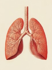 A medical illustration of the human lungs, featuring cross-sectional details of the bronchial tree and lung lobes with shading for depth.