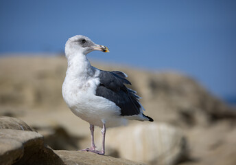 A seagull scanning the horizon on the rocky ocean coastline of La Jolla California.  .  