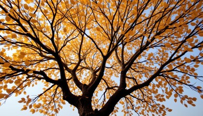 Whimsical Forest Canopy A tree canopy with golden leaves dancing in the breeze, set against a light, airy background.