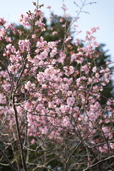 緋寒桜