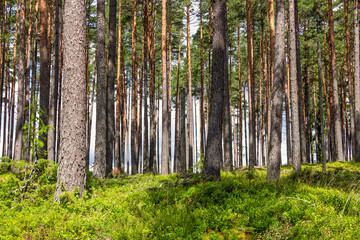 Pine woodland with tree trunks a sunny summer day