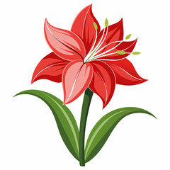 red lily isolated on white
