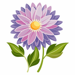 pink dahlia flower isolated on white