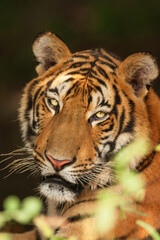 Bengal Tiger.
close shots of a Tiger known as the Bengal Tiger