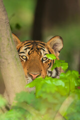 Bengal Tiger.
close shots of a Tiger known as the Bengal Tiger