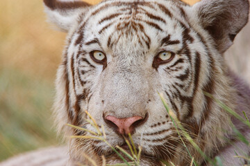 Bengal Tiger.
close shots of a Tiger known as the Bengal Tiger