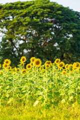 Obraz premium Golden Sunflowers field at blooming farm agricultural Summer sunset and blue sky background texture with white clouds in Thailand