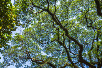 Obraz premium beautiful green leaves branch shining silhouette of big tree with the sun rays and blue sky background.