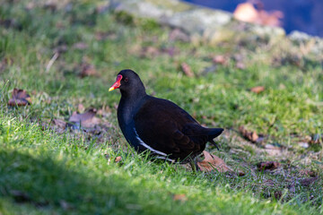 Common moorhen walking near to the water
