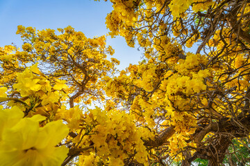 Beautiful blooming Yellow Golden trumpet tree or Tabebuia aurea roadside of the Yellow that are blooming with the park in spring day in the garden and sunset sky background in Thailand.