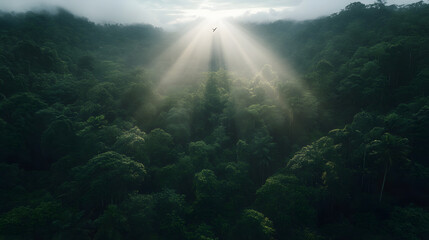 Sunlight piercing through dense forest canopy