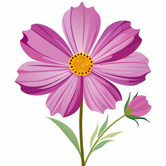pink daisy isolated on white