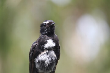 Willie wagtail