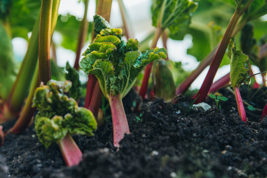 Rhubarb growing in a garden bed, large green leaves and bright red stems