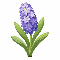 Obraz premium blue hyacinth on white background