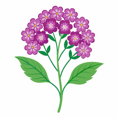 lilac branch isolated on white background